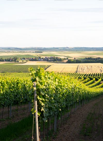 Weingut Breitenfelder Weinviertel Kleinriedenthal