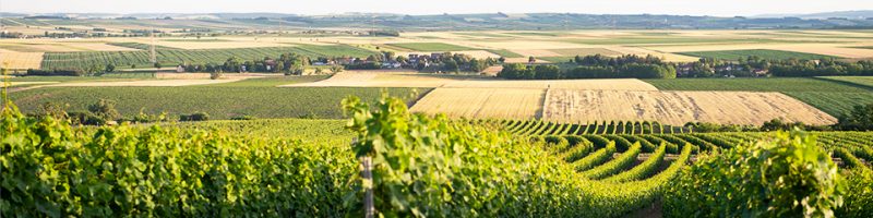 Weingut Breitenfelder Weinviertel Kleinriedenthal